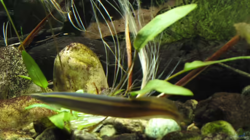Stachelaale im Aquarium halten (Einrichtungsbeispiele für Stachelaale)