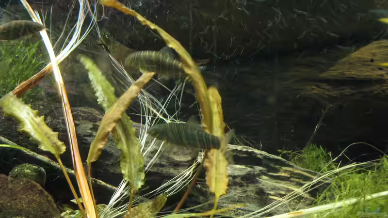 Botia striata im Aquarium halten (Einrichtungsbeispiele mit Zebra-Prachtschmerle)