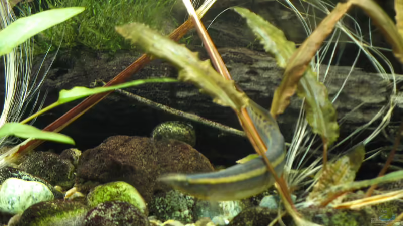 24.10.2016 Stachelaal von der Theoretiker (50)