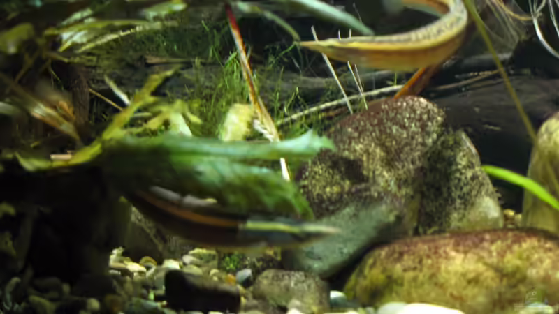 24.10.2016 Stachelaale von der Theoretiker (51)