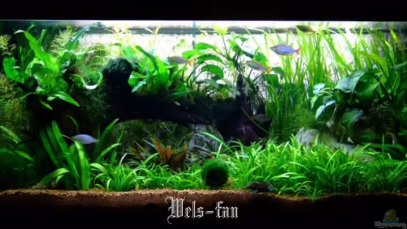 24.11.08 von Wels-fan (7)