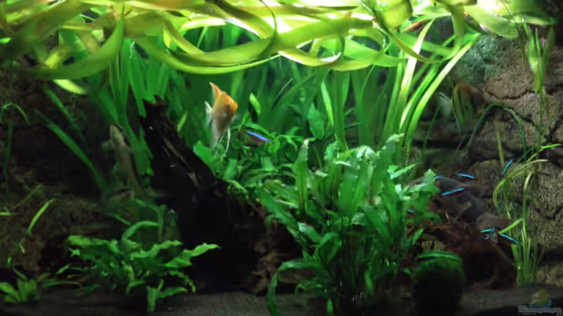 24.11.2011 (mit neuem Kies) von manala (10)