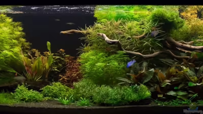 24.11.2013 von Finch (1)