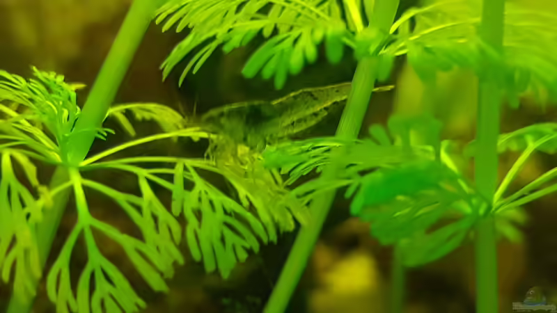 24.11.2018 Garnele (weiß nicht die Gattung) von Kevin Engelsberger (13)