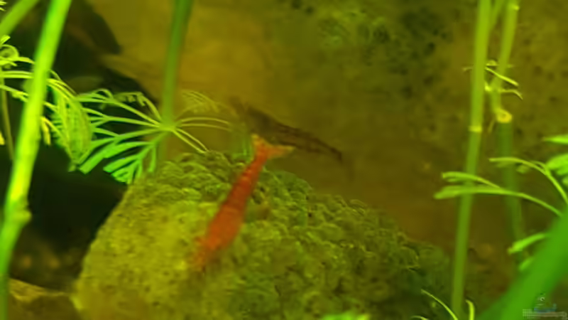 24.11.2018 Red Fire Garnele ,Amano Garnele von Kevin Engelsberger (11)