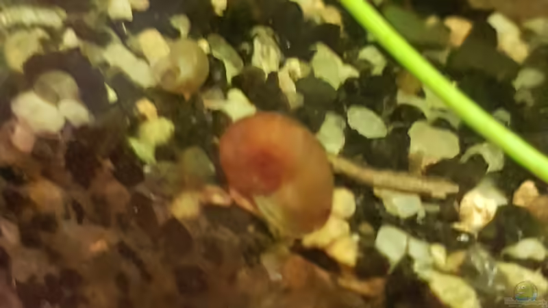 24.11.2018 Rote Posthornschnecke  von Kevin Engelsberger (10)