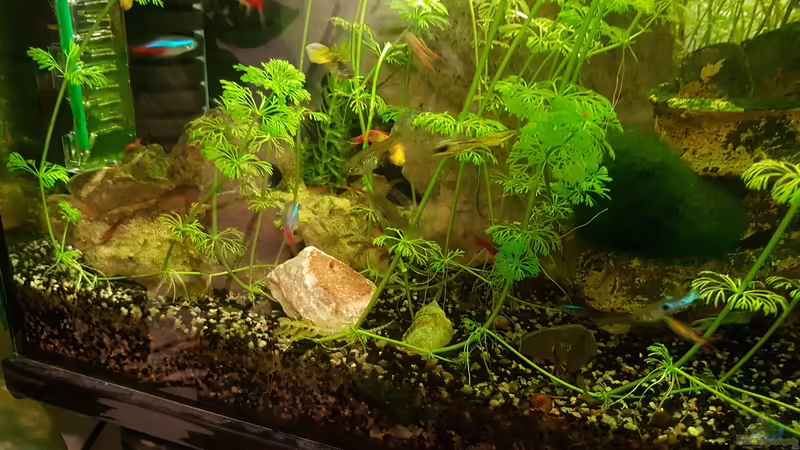 24.11.2018 Tetra Neons, Endler Guppys  von Kevin Engelsberger (8)