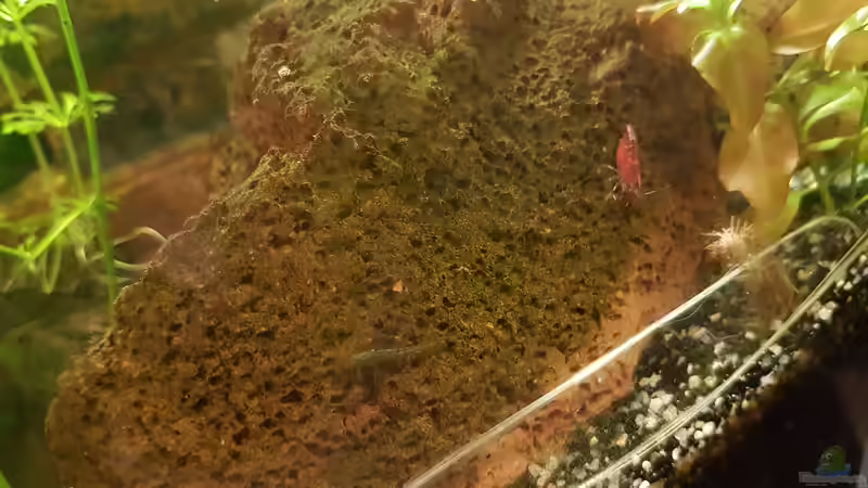 24.11.2018 von Kevin Engelsberger (14)