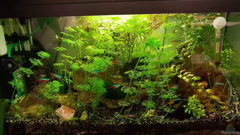 24.11.2018 von Vorne von Kevin Engelsberger (5)