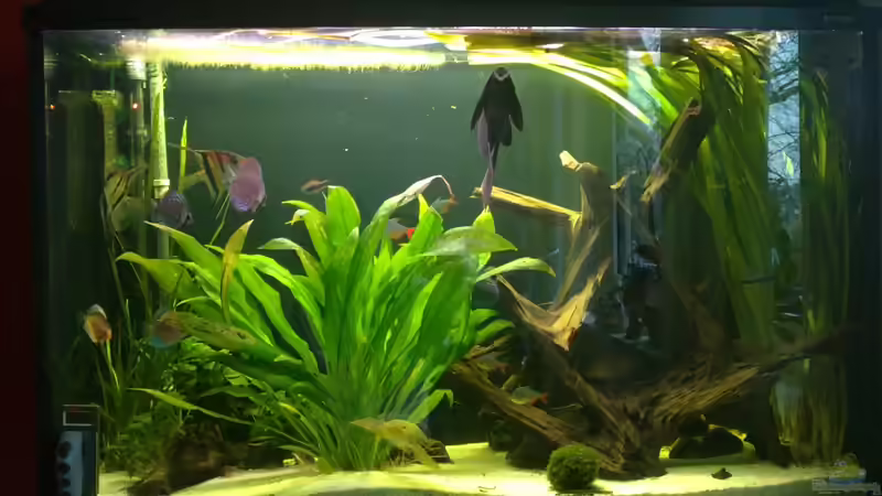 24.12.2011 nach ??bernahme des AQ von Pipp Amerika (1)