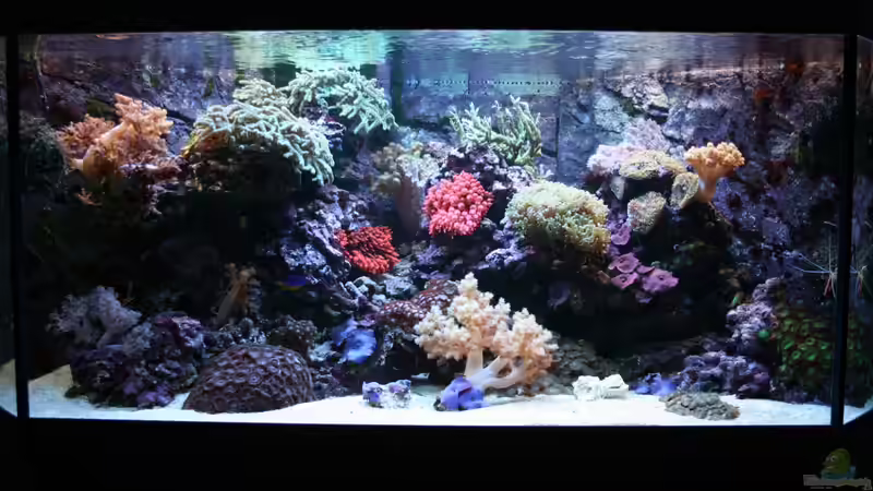 24.12.2011 von Susanne Axt (4)