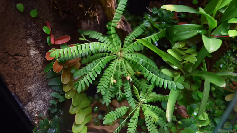 24.12.2015 von Junglist (18)