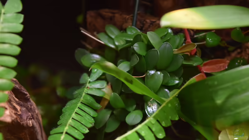 24.12.2015 von Junglist (21)