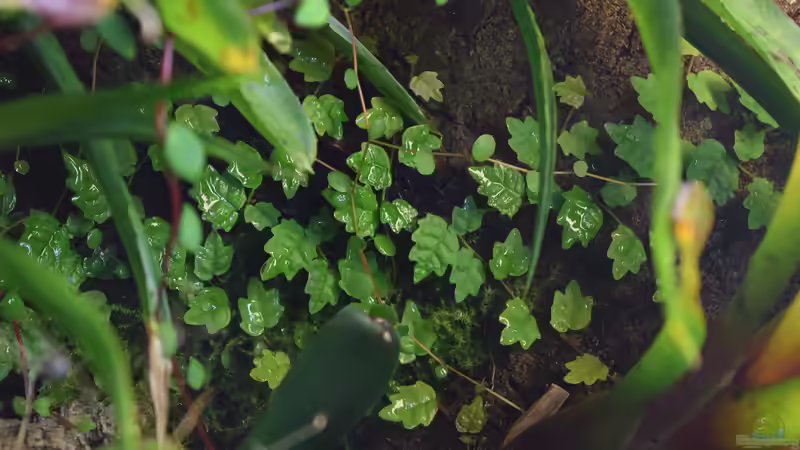 24.12.2015 von Junglist (22)