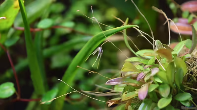 24.12.2015 von Junglist (23)