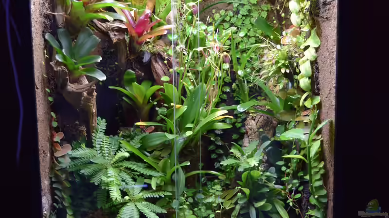 24.12.2015 von Junglist (3)