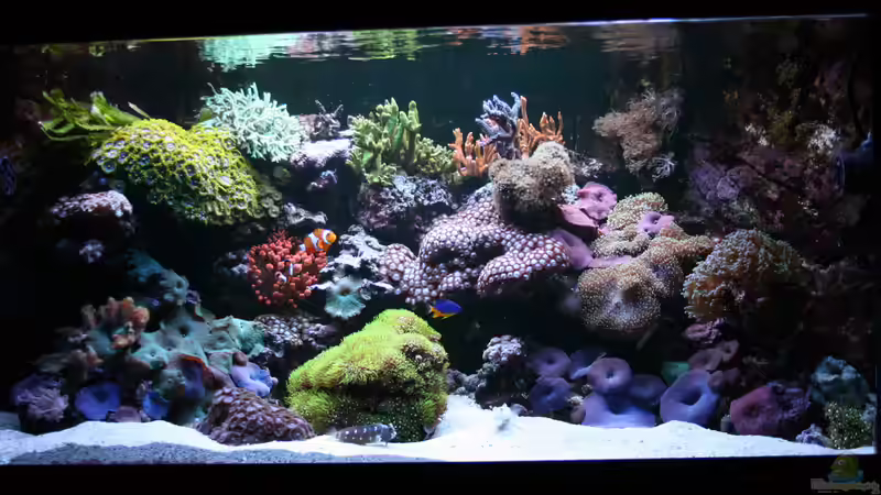 24.12.2015 von Susanne Axt (7)