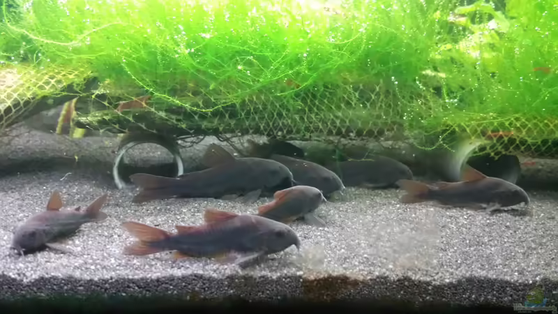 24.12.2016 von JohnnyWishbone (12)