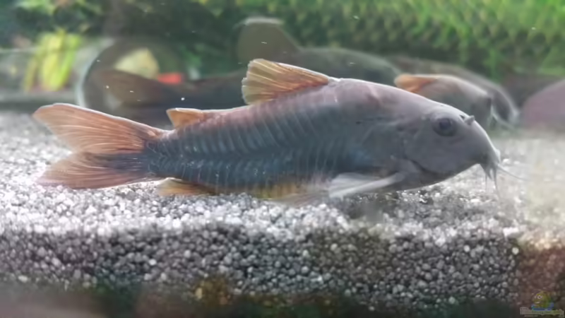 24.12.2016 von JohnnyWishbone (13)