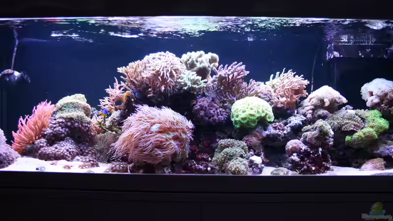 24.12.2019 von Susanne Axt (3)