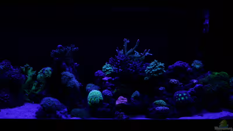 24.12.2020 Blaulichtphase von Susanne Axt (6)