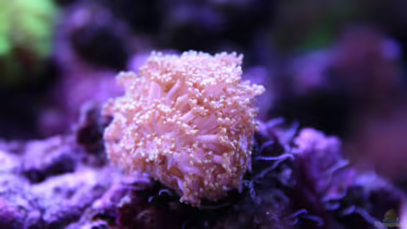 24.12.2021 Alveopora von Susanne Axt (35)