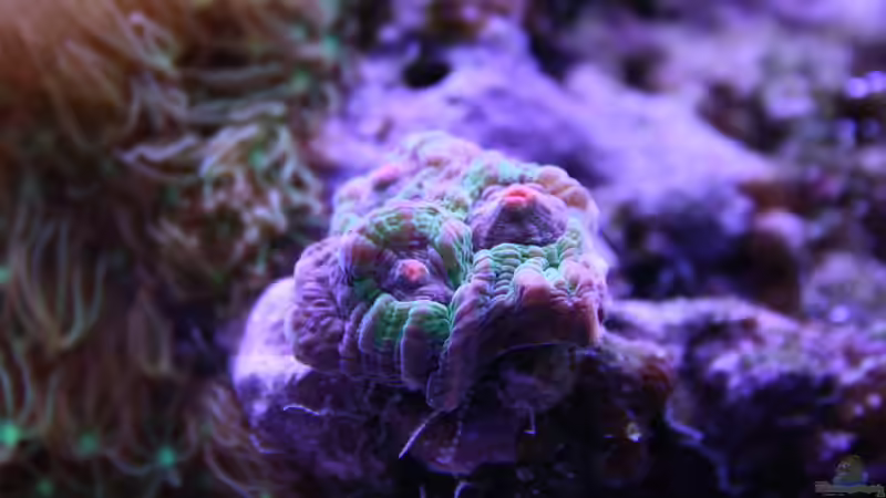 24.12.2021 Chalice von Susanne Axt (34)