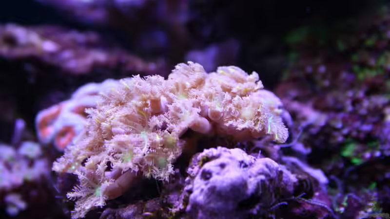 24.12.2021 Clavularia von Susanne Axt (28)