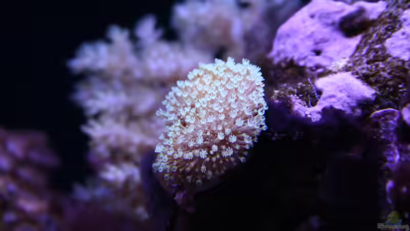 24.12.2021 Pilzlederkoralle von Susanne Axt (29)