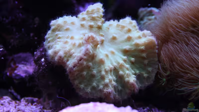 24.12.2021 Sinularia brassica von Susanne Axt (33)