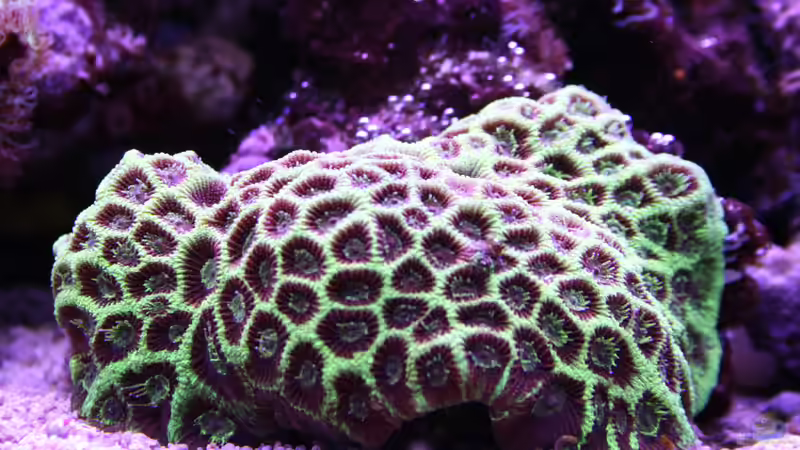 24.12.2021 von Susanne Axt (31)