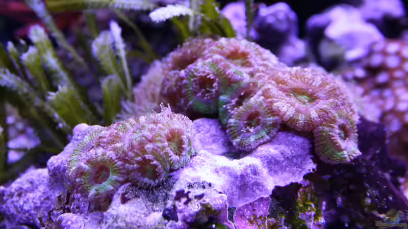 24.12.2022 Acanthastrea von Susanne Axt (40)