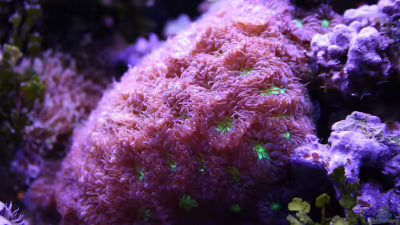 24.12.2022 Blastomussa von Susanne Axt (40)