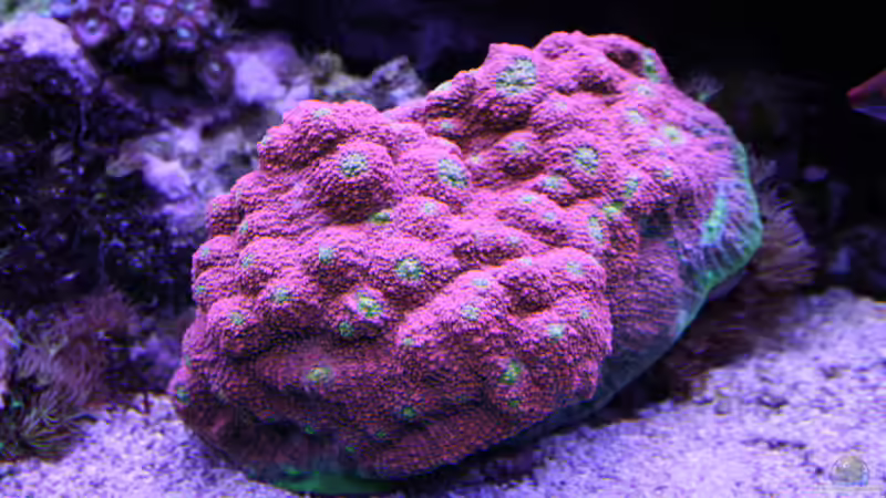 24.12.2022 Chalice Watermelon von Susanne Axt (37)