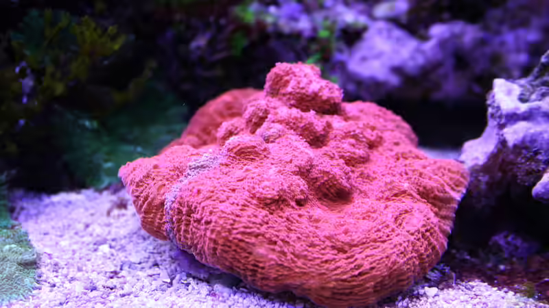 24.12.2022 Echinophyllia von Susanne Axt (43)