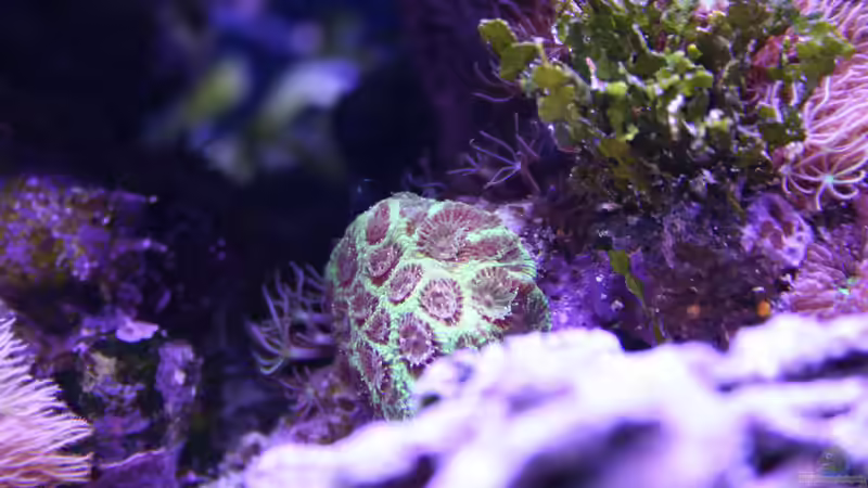 24.12.2022 Favia von Susanne Axt (41)