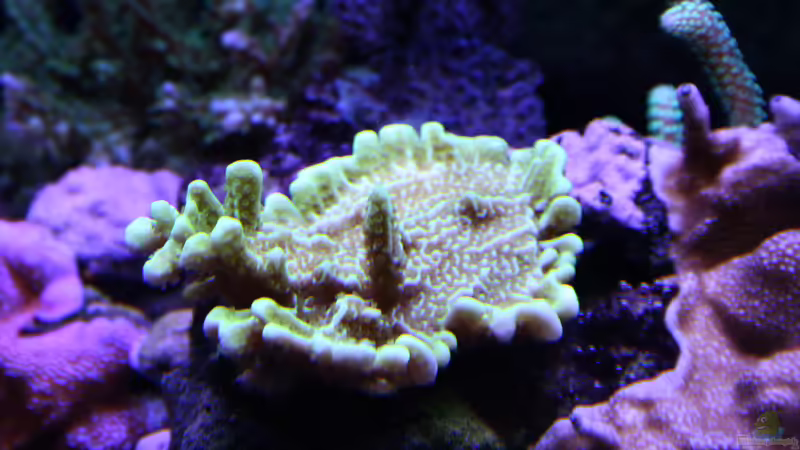 24.12.2022 Montipora confusa von Susanne Axt (43)