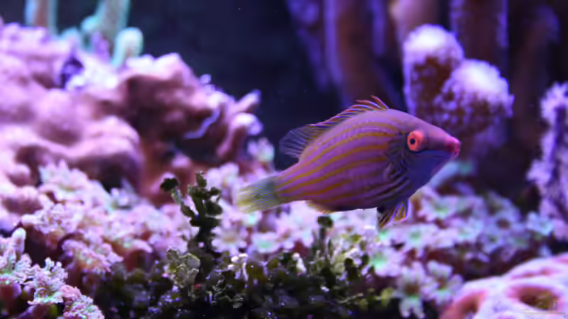 24.12.2022 Pseudocheilinops ataenia Zwerg-Lippfisch von Susanne Axt (38)