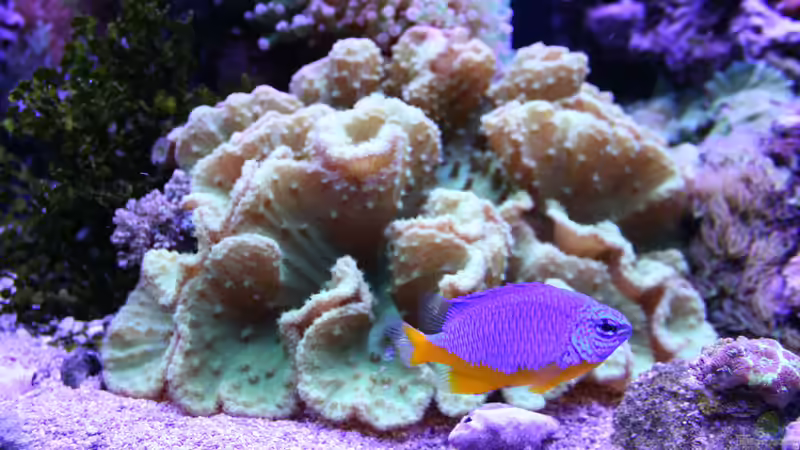 24.12.2022 Sinularia brassica von Susanne Axt (38)