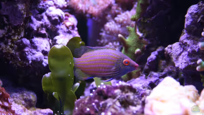 24.12.2023 Pseudocheilinops ataenia Zwerg-Lippfisch von Susanne Axt (45)