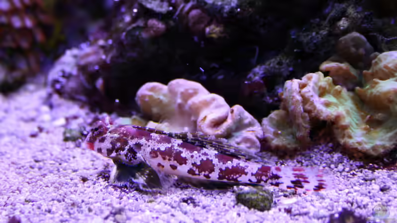 24.12.2023 Synchiropus stellatus Sternen-Mandarinfisch von Susanne Axt (47)