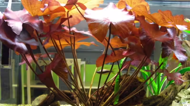 24.5.2008 von hirschjäger (27)