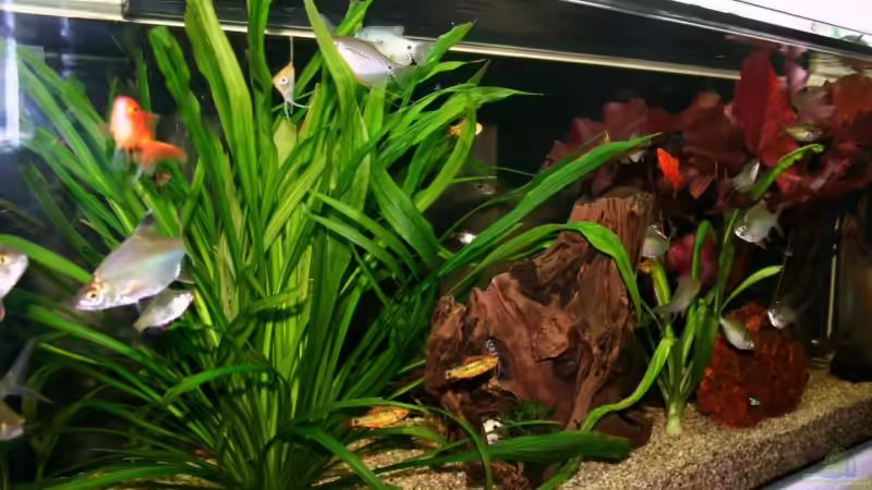 24.5.2008 von hirschjäger (28)