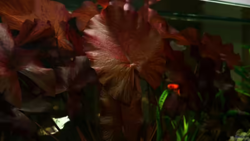 24.5.2008 von hirschjäger (29)