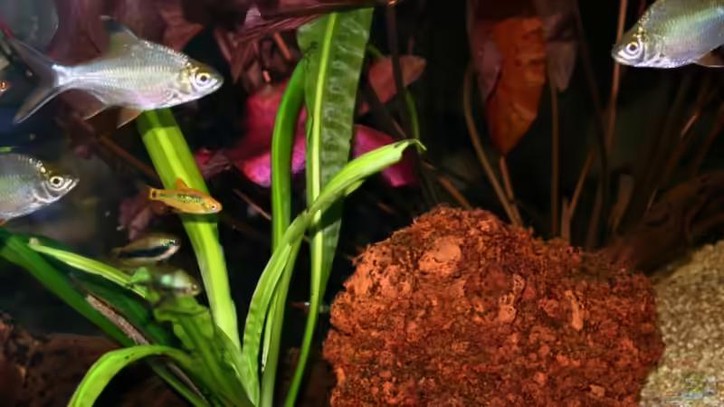 24.5.2008 von hirschjäger (39)