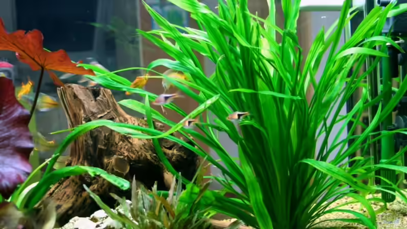 24.5.2008 von hirschjäger (40)