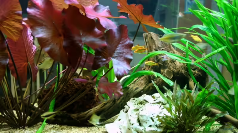 24.5.2008 von hirschjäger (41)