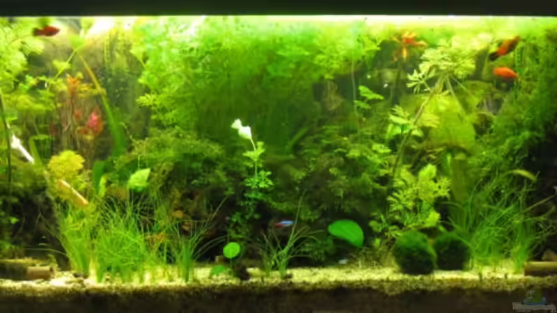 240 L Aquarium von MaikH (1)