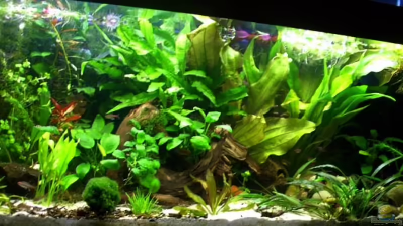 240 L Becken von Tamara Kamgang (1)