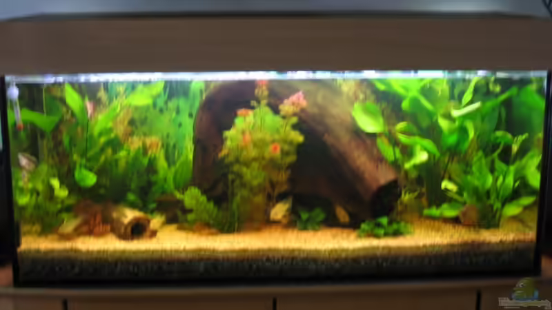 240 Liter Becken von Jens Schuster (1)